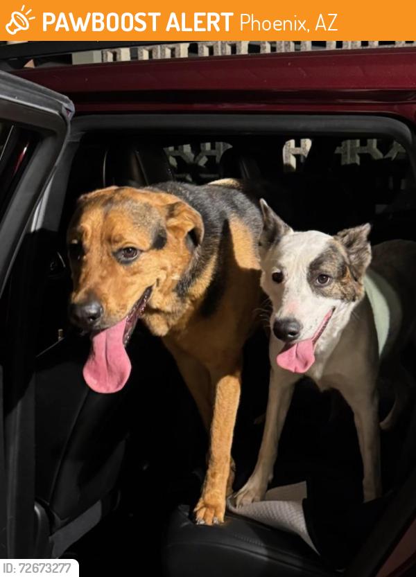 Found/Stray Male Dog last seen 16th Street and Northern Ave, Phoenix, AZ 85020