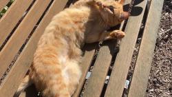 Lost Male Cat last seen Dallas Or, Dallas, OR 97338