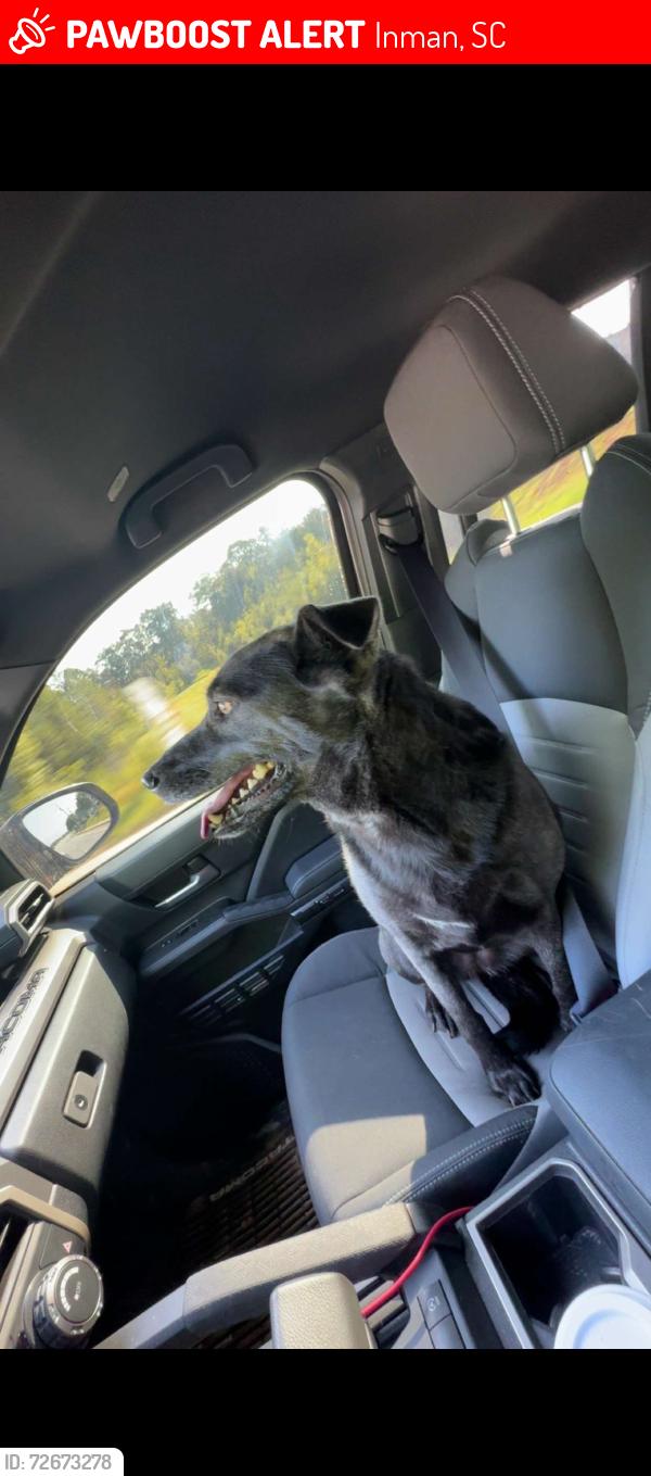 Lost Female Dog last seen Inman, Inman, SC 29349