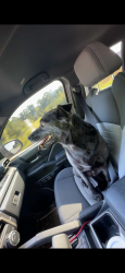 Lost Female Dog last seen Inman, Inman, SC 29349