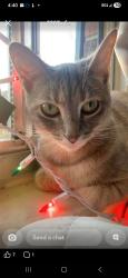 Lost Female Cat last seen Near beech creek rd manchester ky, Manchester, KY 40962