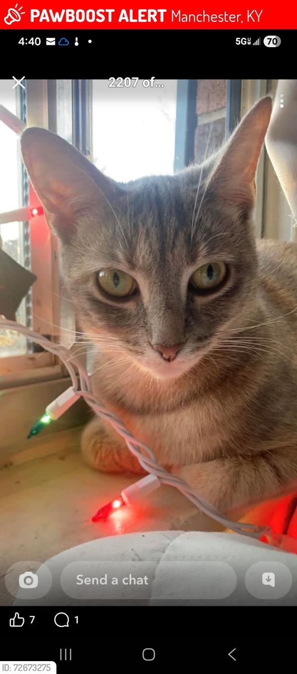 Lost Female Cat last seen Near beech creek rd manchester ky, Manchester, KY 40962