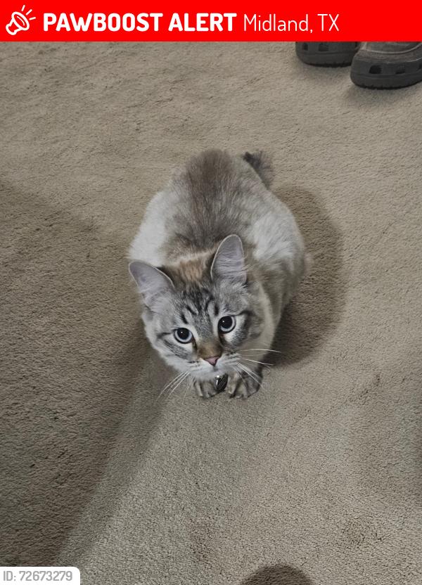 Lost Female Cat last seen emerson street/ emerson heights area, Midland, TX 79705