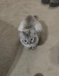 Lost Female Cat last seen emerson street/ emerson heights area, Midland, TX 79705
