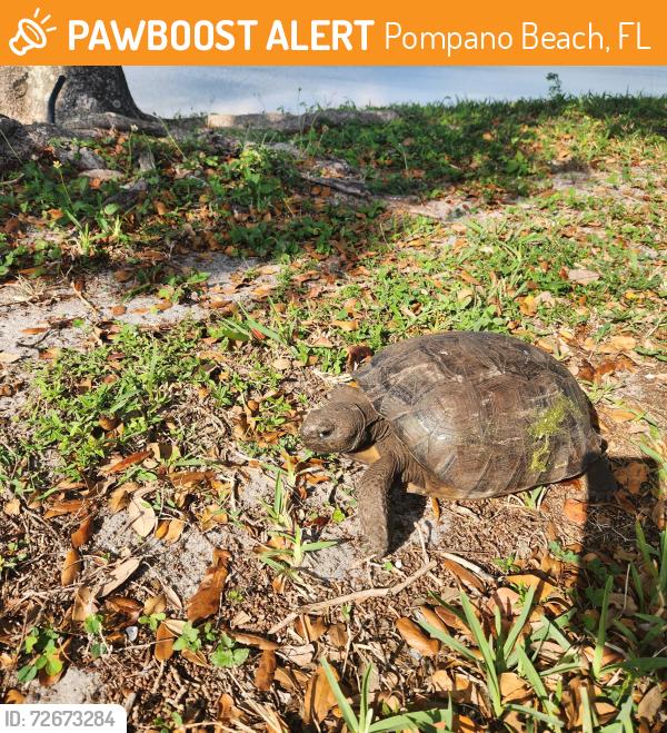 Found/Stray Unknown Other last seen Freightliner, Pompano Beach, FL 33064