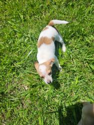 Lost Female Dog last seen Church, daycare, stoutland school. , Stoutland, MO 65567