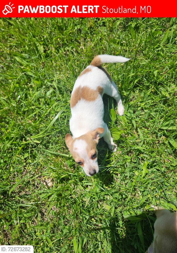 Lost Female Dog last seen Church, daycare, stoutland school. , Stoutland, MO 65567