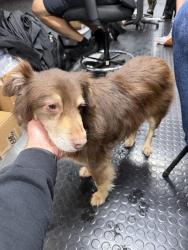 Found/Stray Male Dog last seen Near woods crossroads road , Benson, NC 27504
