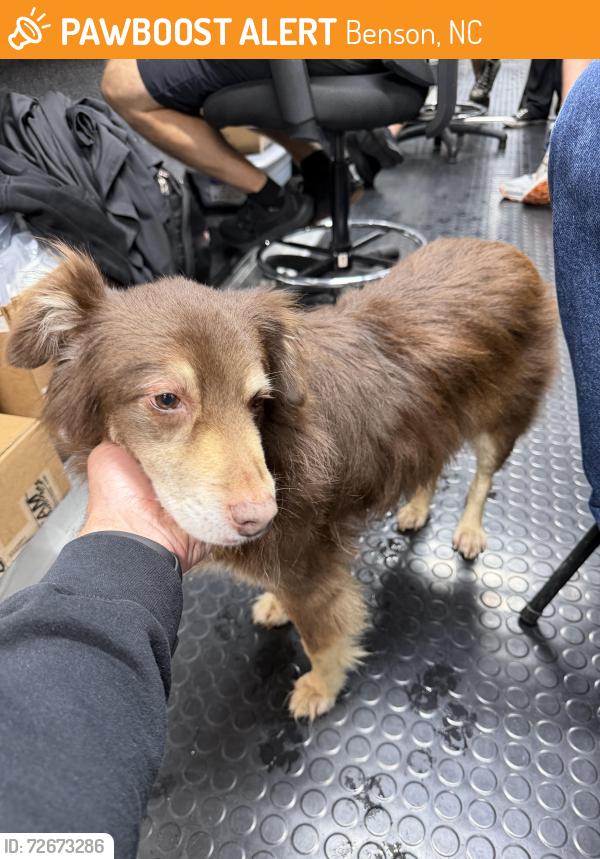 Found/Stray Male Dog last seen Near woods crossroads road , Benson, NC 27504