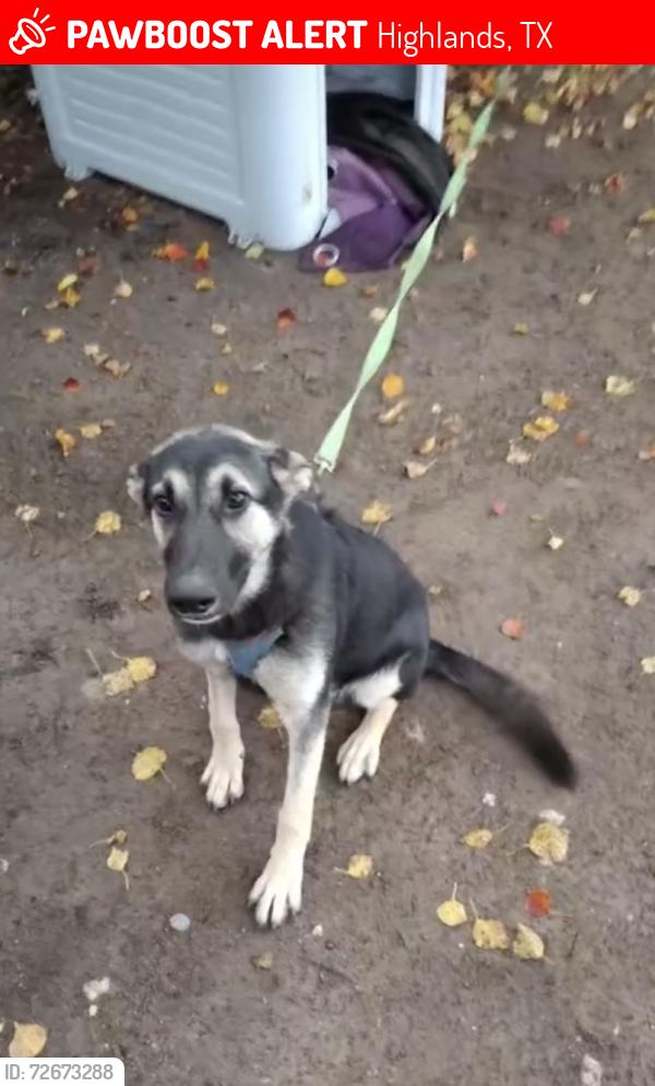 Lost Female Dog last seen Wallisville Rd & John Martin, Highlands, TX 77562