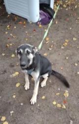 Lost Female Dog last seen Wallisville Rd & John Martin, Highlands, TX 77562