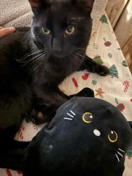 Lost Male Cat last seen Bayshore rd , Bay Shore, NY 11706