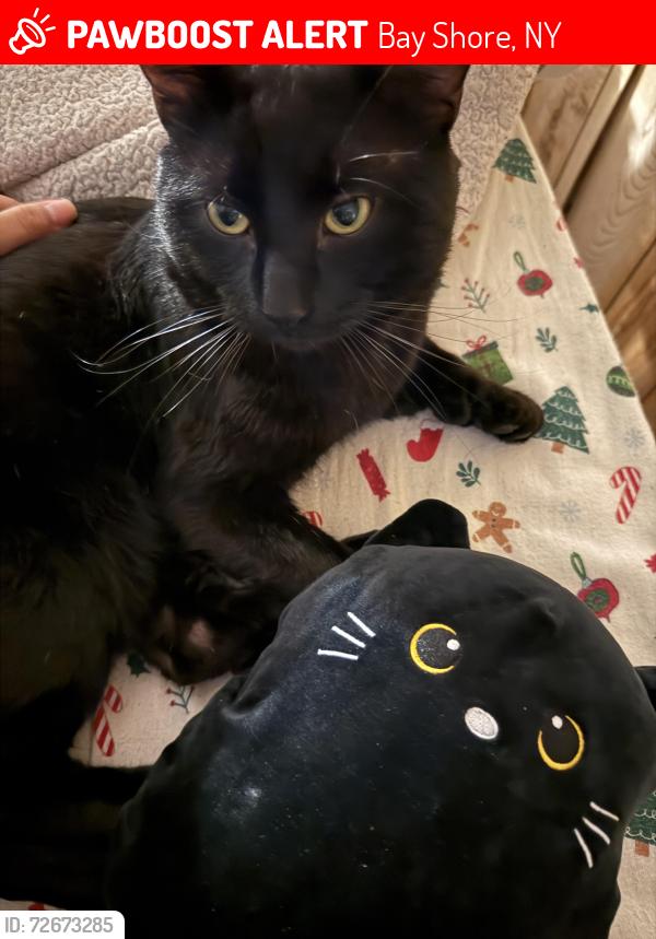 Lost Male Cat last seen Bayshore rd , Bay Shore, NY 11706