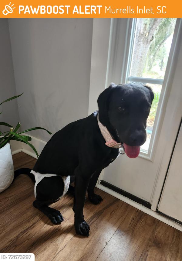 Found/Stray Female Dog last seen Judy Boones and Beverly s , Murrells Inlet, SC 29576