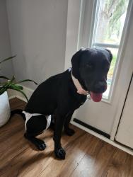 Found/Stray Female Dog last seen Judy Boones and Beverly s , Murrells Inlet, SC 29576