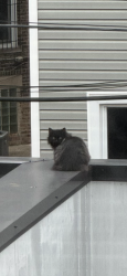 Found/Stray Unknown Cat last seen Chicago Ave and Rockwell St., Chicago, IL 60622