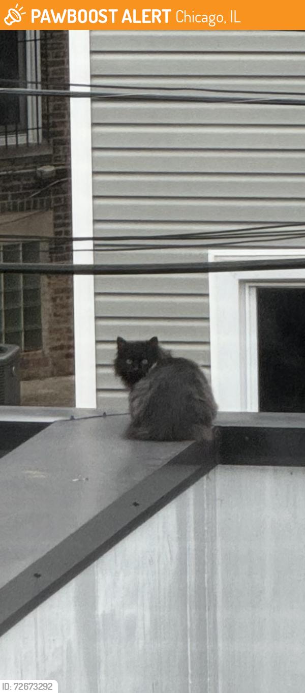 Found/Stray Unknown Cat last seen Chicago Ave and Rockwell St., Chicago, IL 60622