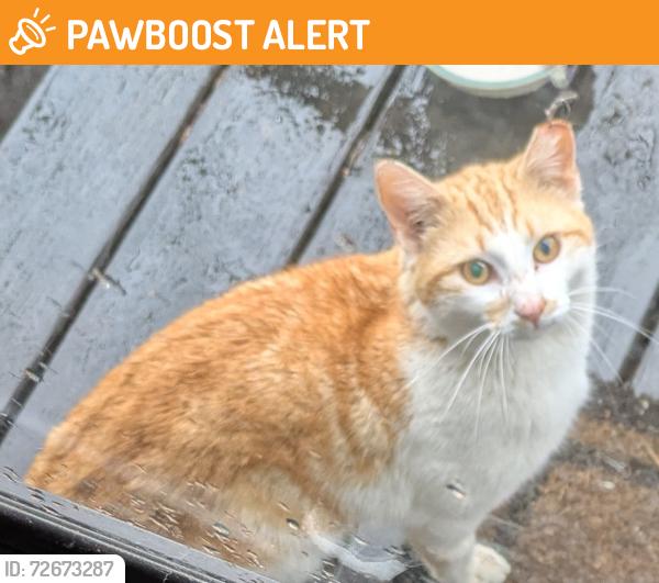 Found/Stray Male Cat last seen Belle Meadow and Pace Rd., Hendersonville, NC, Henderson County, NC 28792