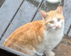 Found/Stray Male Cat last seen Belle Meadow and Pace Rd., Hendersonville, NC, Henderson County, NC 28792