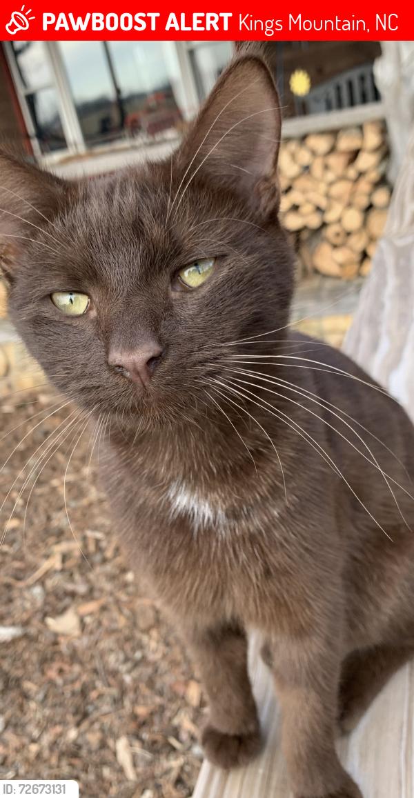 Lost Male Cat last seen Near ware loop dr, Kings Mountain, NC 28086