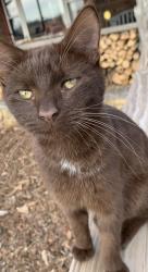 Lost Male Cat last seen Near ware loop dr, Kings Mountain, NC 28086