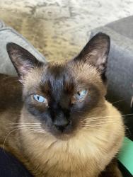 Lost Male Cat last seen Lake Front Drive, Frisco, TX 75036
