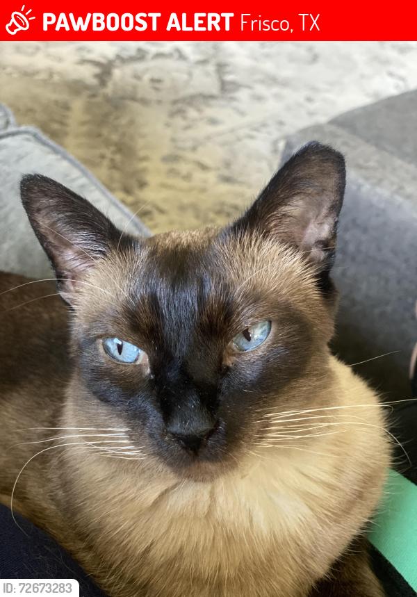Lost Male Cat last seen Lake Front Drive, Frisco, TX 75036