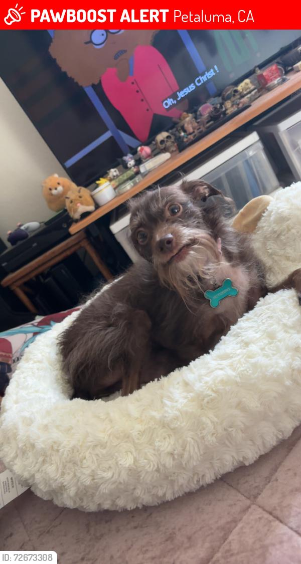 Lost Female Dog last seen Oak hill park, Petaluma, CA 94952