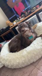 Lost Female Dog last seen Oak hill park, Petaluma, CA 94952
