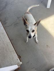 Found/Stray Male Dog last seen Murietta road and newport road, Menifee, CA 92586