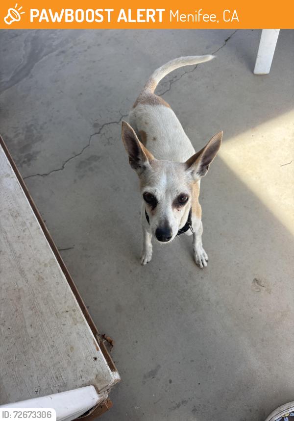 Found/Stray Male Dog last seen Murietta road and newport road, Menifee, CA 92586