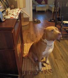 Lost Female Dog last seen 17th st. n Saint Paul st., Philadelphia, PA 19140