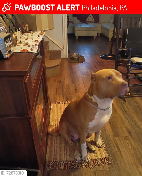 Lost Female Dog last seen 17th st. n Saint Paul st., Philadelphia, PA 19140