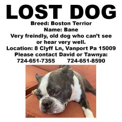 Lost Male Dog last seen Third St. and Sassafras , Beaver, PA 15009