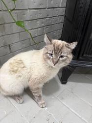 Lost Male Cat last seen Near Smith Rd NE aumsville Oregon 97325, Aumsville, OR 97325