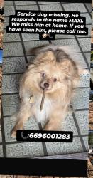 Lost Male Dog last seen Brentwood dr and borina ave san jose 95129, San Jose, CA 95129
