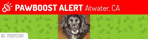 Lost Female Dog last seen 5th Street and Spruce, Atwater, CA, Atwater, CA 95301