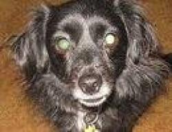 Lost Female Dog last seen 5th Street and Spruce, Atwater, CA, Atwater, CA 95301