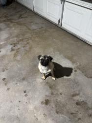 Lost Female Dog last seen Crowslanding road , Modesto, CA 95358