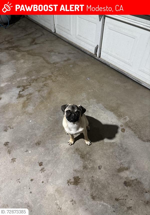 Lost Female Dog last seen Crowslanding road , Modesto, CA 95358