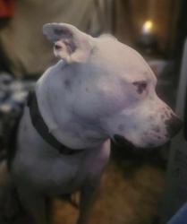 Lost Male Dog last seen A Osage ave and 6 th st, Skiatook, OK 74070