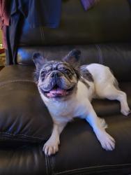Found/Stray Female Dog last seen 82nd Ave, portland OR, Portland, OR 97220