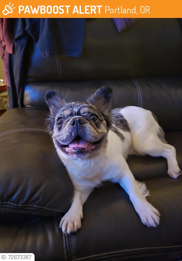 Found/Stray Female Dog last seen 82nd Ave, portland OR, Portland, OR 97220
