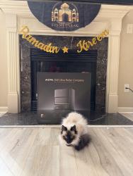 Lost Female Cat last seen Brookwood Rd & Peachtree Pkwy, Forsyth County, GA 30041
