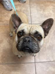 Found/Stray Female Dog last seen Sierra and Santa Ana, Fontana, CA 92337