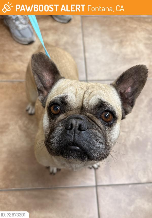 Found/Stray Female Dog last seen Sierra and Santa Ana, Fontana, CA 92337