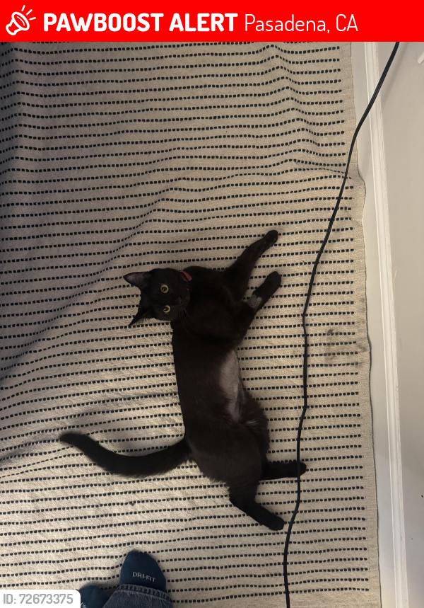 Lost Female Cat last seen Near n arroyo blvd, Pasadena, CA 91105