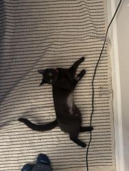 Lost Female Cat last seen Near n arroyo blvd, Pasadena, CA 91105