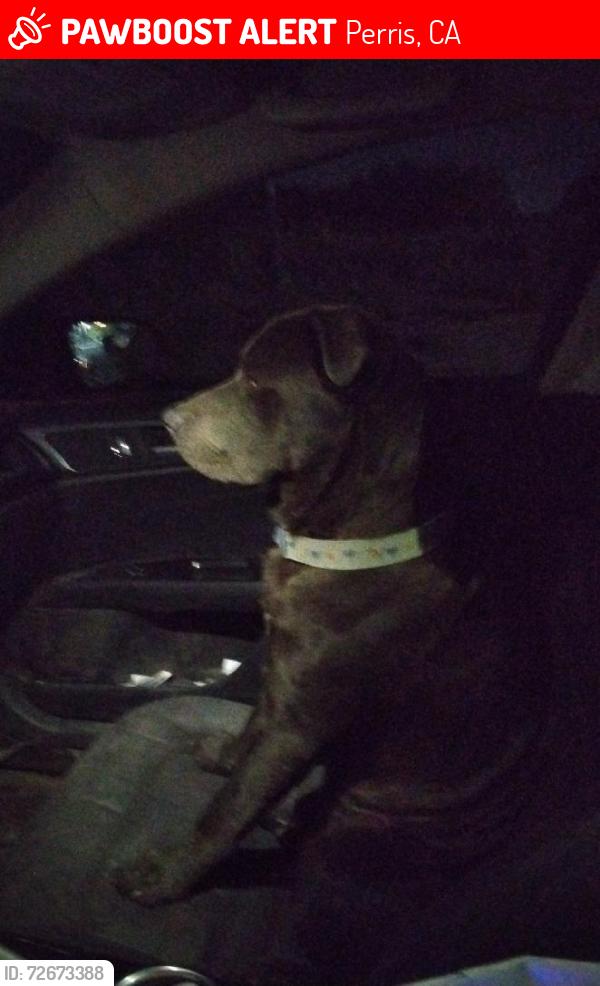 Lost Male Dog last seen A street and 3rd Street , Perris, CA 92570