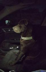Lost Male Dog last seen A street and 3rd Street , Perris, CA 92570